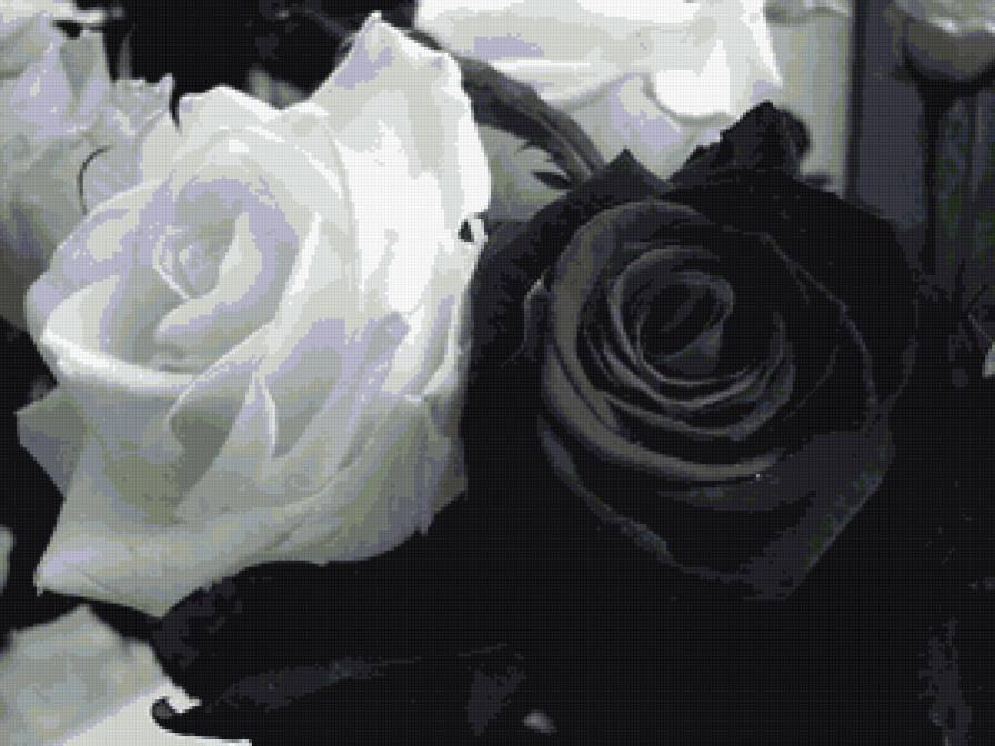 розы - черно-белое, цветы, розы - предпросмотр