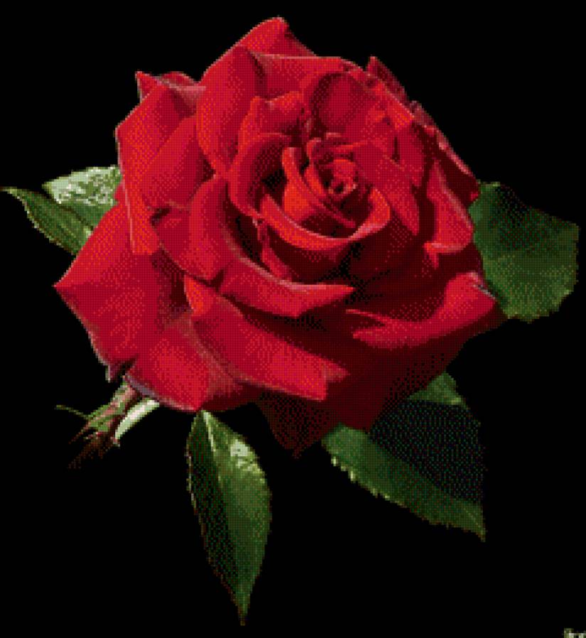 Шикарная роза красная. - шик, роза красная, страсть, цветок - предпросмотр