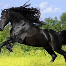 Оригинал схемы вышивки «черная лошадь» (№800634)