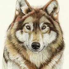 Оригинал схемы вышивки «волк» (№800695)