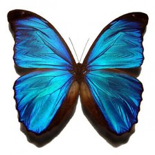Оригинал схемы вышивки «синяя бабочка» (№801255)