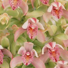 Оригинал схемы вышивки «Орхидеи» (№801652)