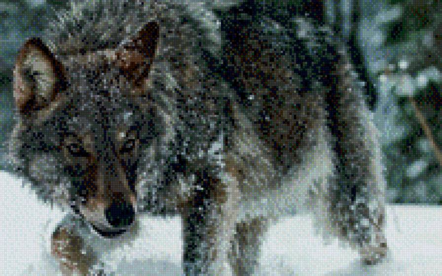 волк - лес, снег, животные, волк, зима - предпросмотр