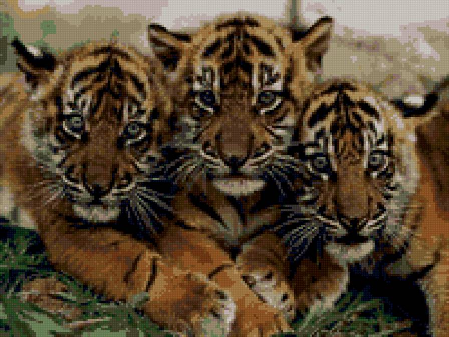 Три тигренка - предпросмотр