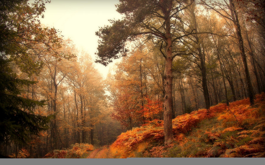 осенний пейзаж - природа, пейзаж, лес, времена года, осень - оригинал