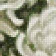 Предпросмотр схемы вышивки «Белоснежные хризантемы» (№802537)