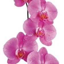 Схема вышивки «Орхидея_M01»