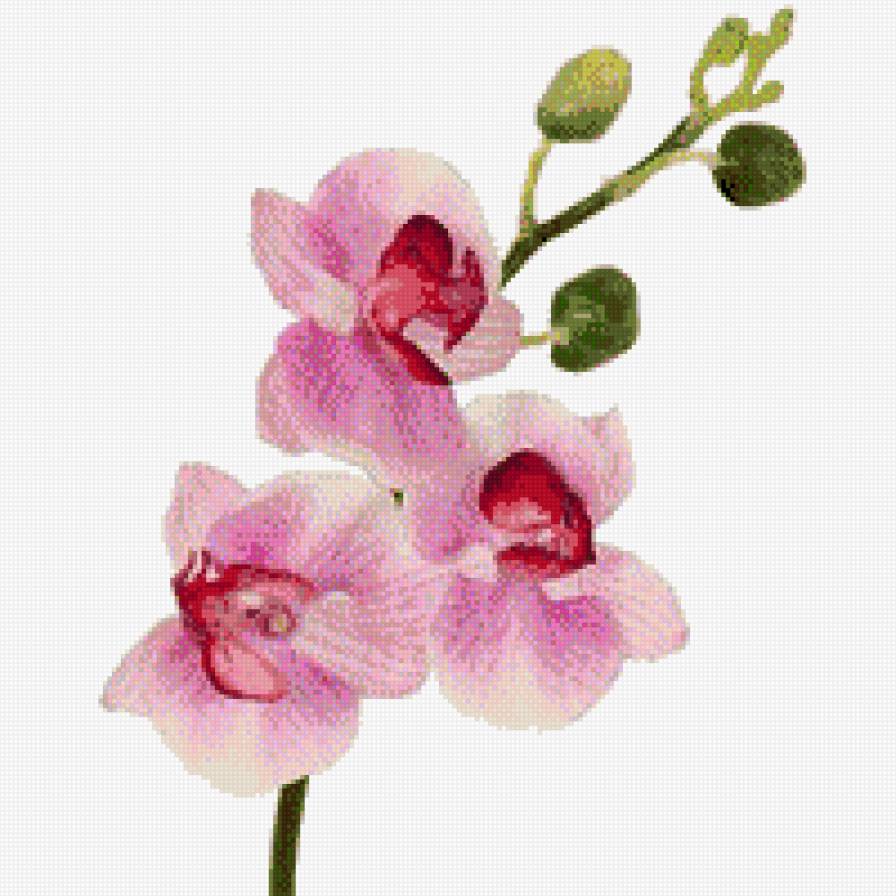 Орхидеи_М06 - орхидея - предпросмотр