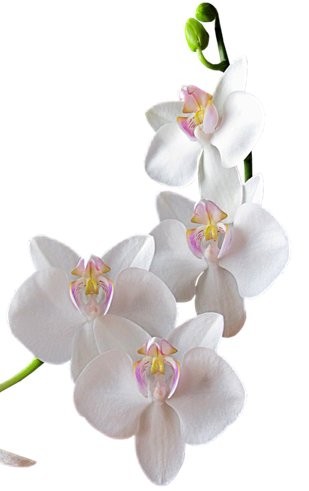 Орхидея_М07 - орхидея - оригинал