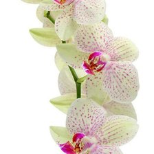Схема вышивки «Орхидеи_М08»