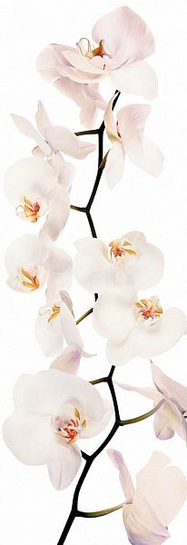 Орхидеи_М09 - орхидея - оригинал