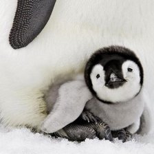 пингвинчик