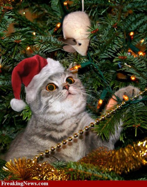забияка 2 - кот, животные, рождество, новый год, зима - оригинал