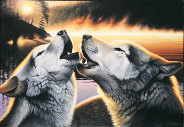 волки - волк, любовь, хищники, животные - оригинал