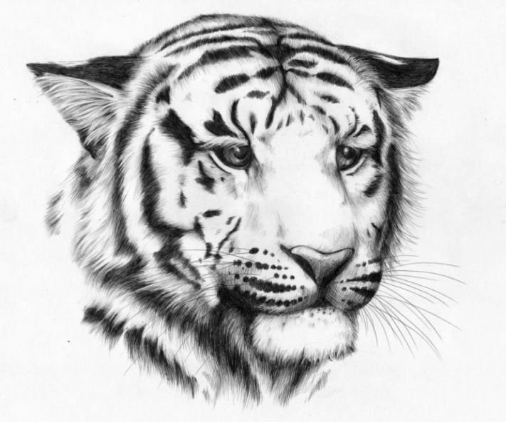 тигр - кошки, черно-белое, хищники, животные, тигры - оригинал