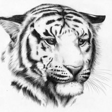 Оригинал схемы вышивки «тигр» (№803352)