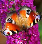 бабочка - цветы, насекомые, бабочка, лето - оригинал
