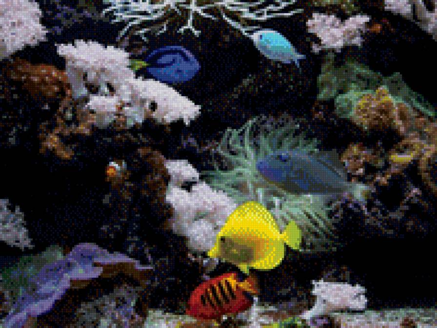 аквариум - аквариум, рыбы, вода - предпросмотр