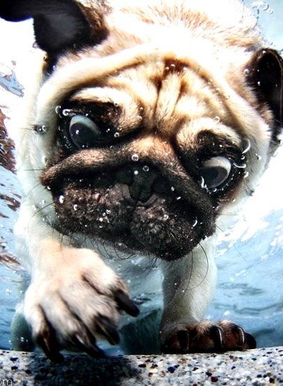 плавание - под водой, пес - оригинал