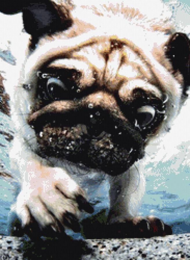 плавание - пес, под водой - предпросмотр
