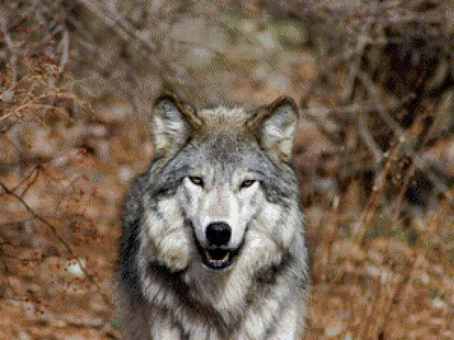 волки - волк, природа, животное - предпросмотр