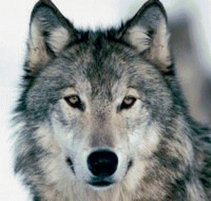 волк - животное, природа, волк - предпросмотр