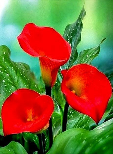 Красные Каллы - цветы - оригинал