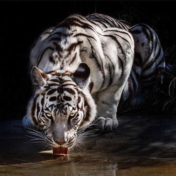 №810522 - животные, тигры, звери - оригинал