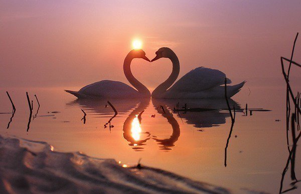 №810671 - любовь, птицы, лебеди - оригинал