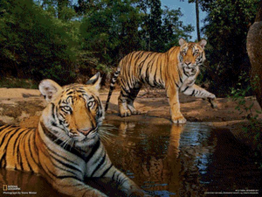 Тигры - река, животные, тигры - предпросмотр
