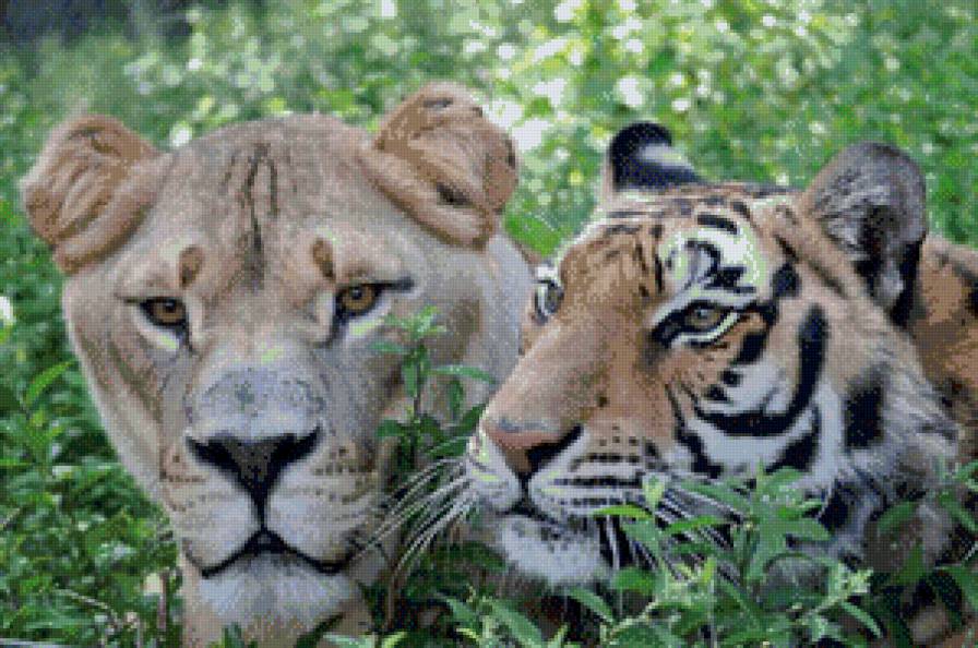 Тигры - животные, львица, тигры - предпросмотр