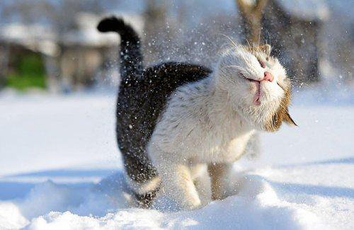 котейка - зима, кот, приколы, снег - оригинал