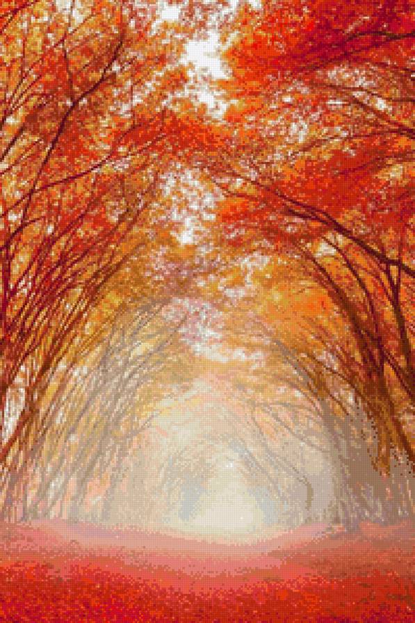 яркая осень 5 - ярко, лес, осень, туман - предпросмотр