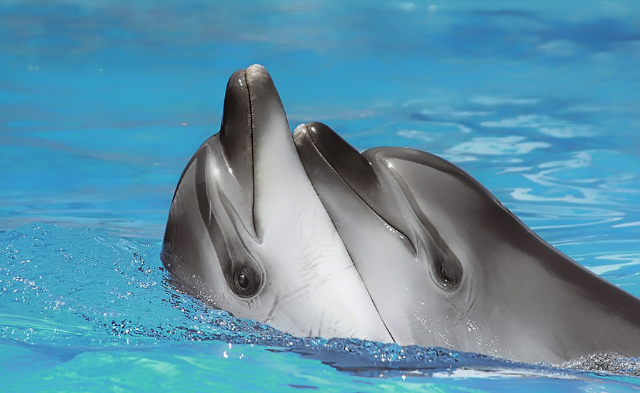 дельфины - животные, дельфины - оригинал