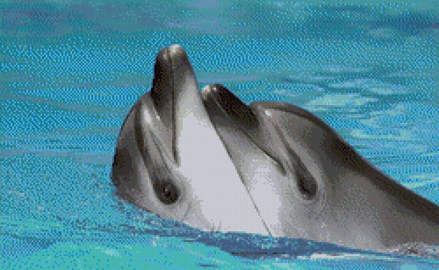 дельфины - дельфины, животные - предпросмотр