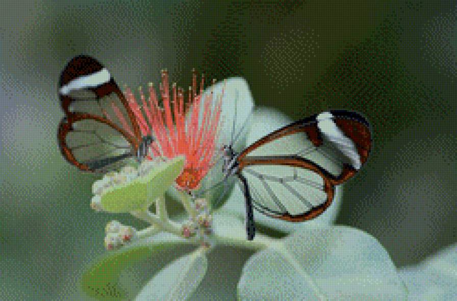 бабочки - предпросмотр