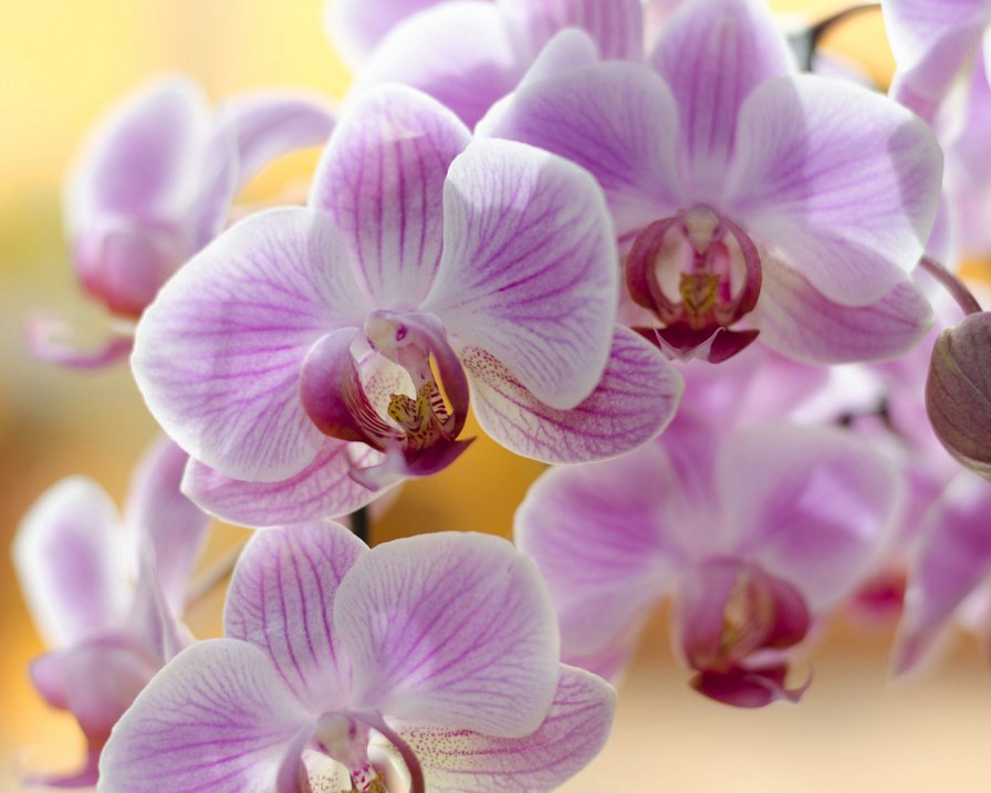 Нежные орхидеи - цветы, нежность, орхидеи - оригинал