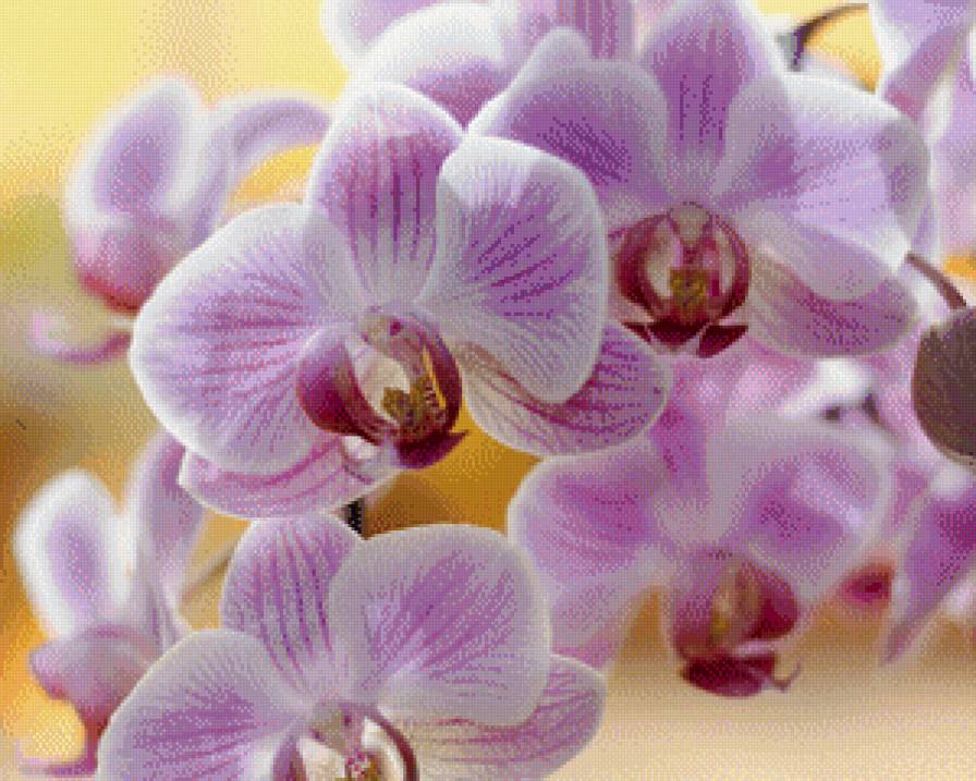Нежные орхидеи - нежность, орхидеи, цветы - предпросмотр