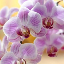 Схема вышивки «Нежные орхидеи»