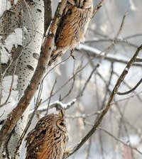 Схема вышивки «совушки»