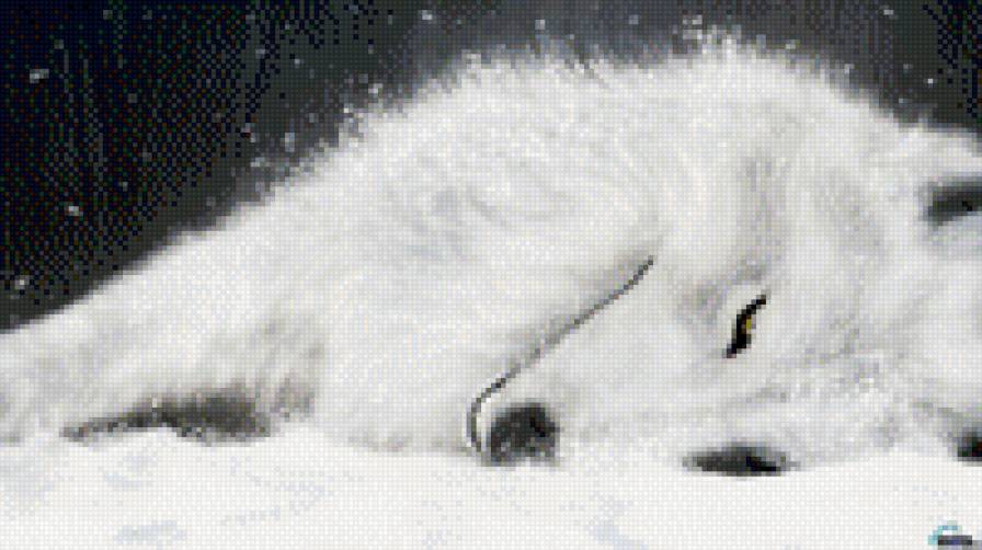 Белый волк на снегу - волк, белый, снег - предпросмотр