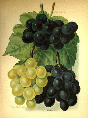 сочный виноград - фрукты, еда, кухня, виноград, натюрморт - оригинал