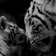 тигр с тигреноком