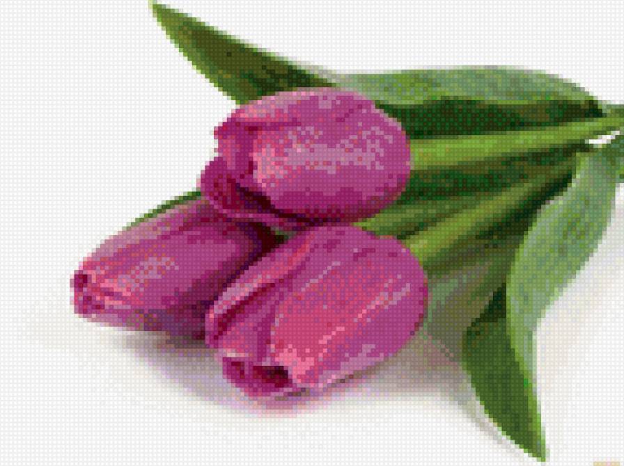 тюльпаны 143-107 - предпросмотр