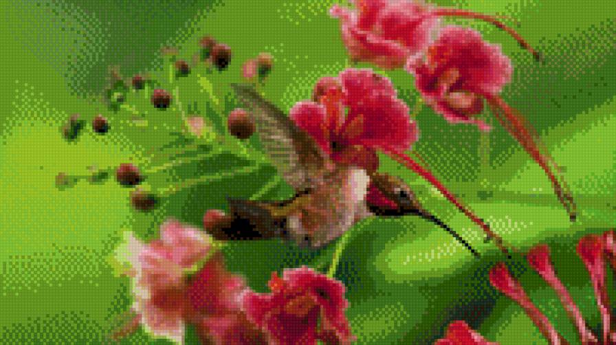 колибри1 - колибри, цветы - предпросмотр
