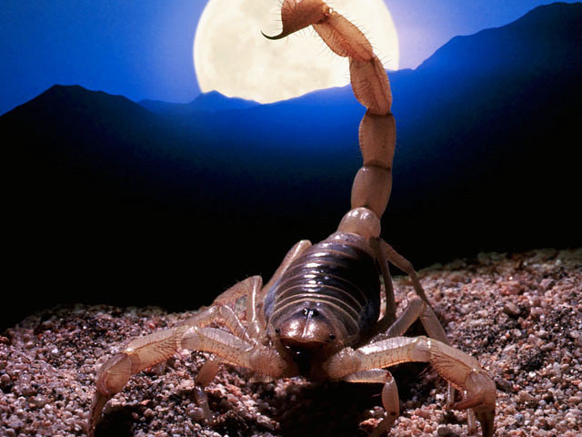 скорпион - зодиак - оригинал