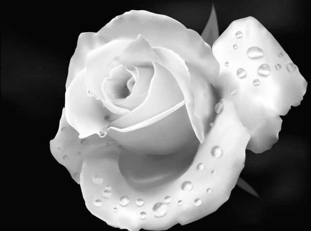 Роза белая - оригинал