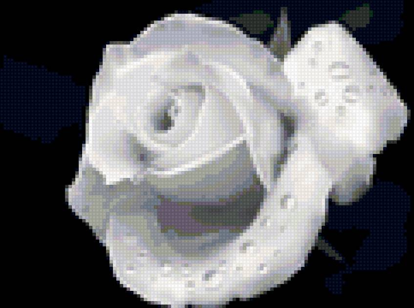 Роза белая - предпросмотр