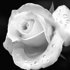 Оригинал схемы вышивки «Роза белая» (№817604)