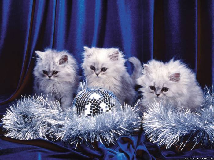 Котята - животные, праздник, кошки, котята, новый год - оригинал
